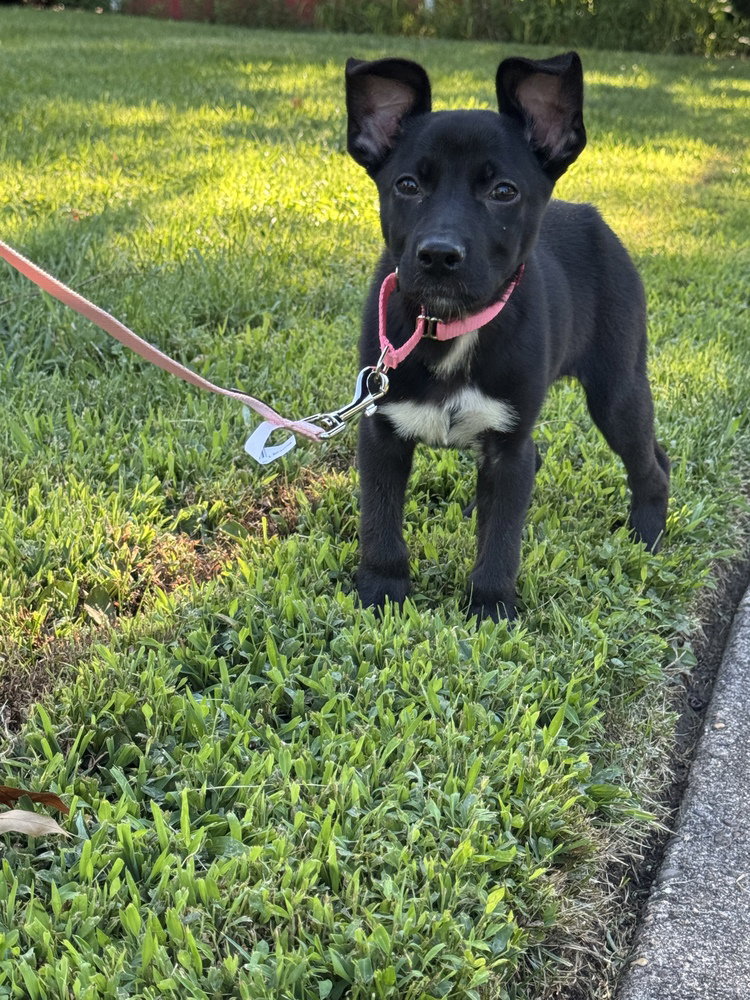 Coco, dog