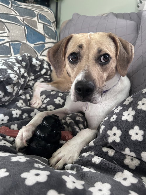 picture of the dog needing adoption