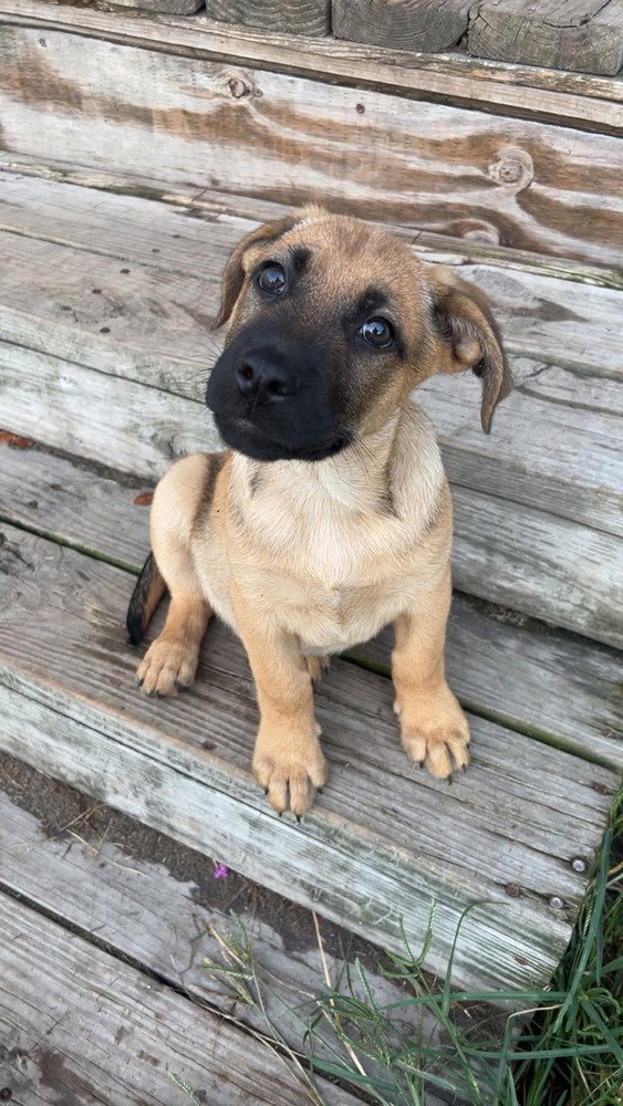 Turbo, dog — photo 1 of 4