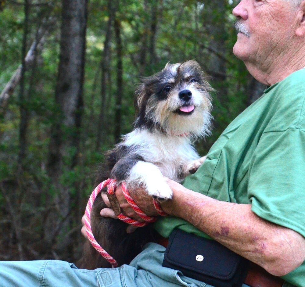 Sindee, dog — photo 1 of 4
