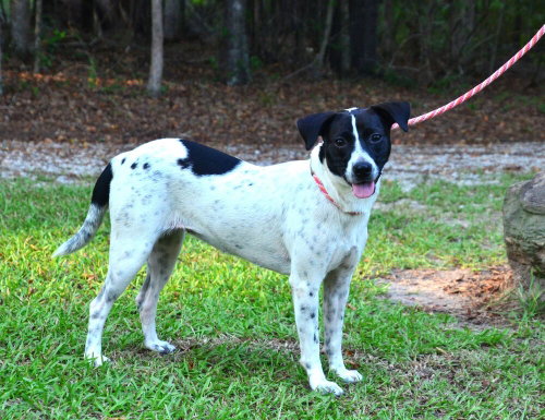 picture of the dog needing adoption