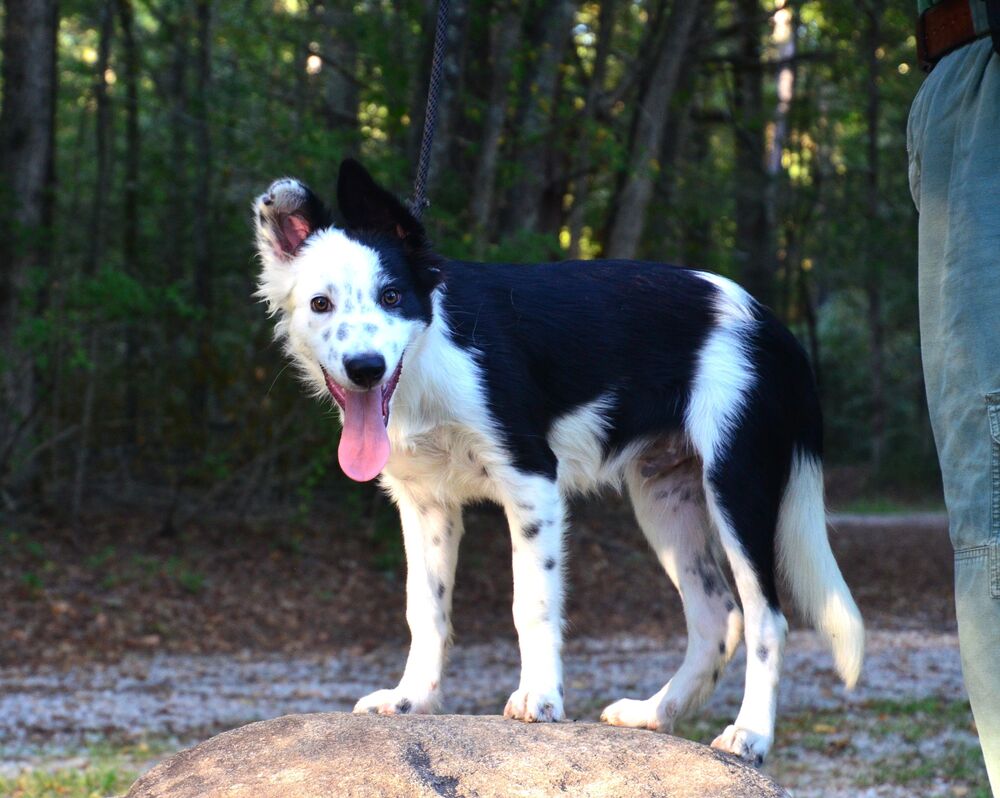 Ripley, dog — photo 1 of 4