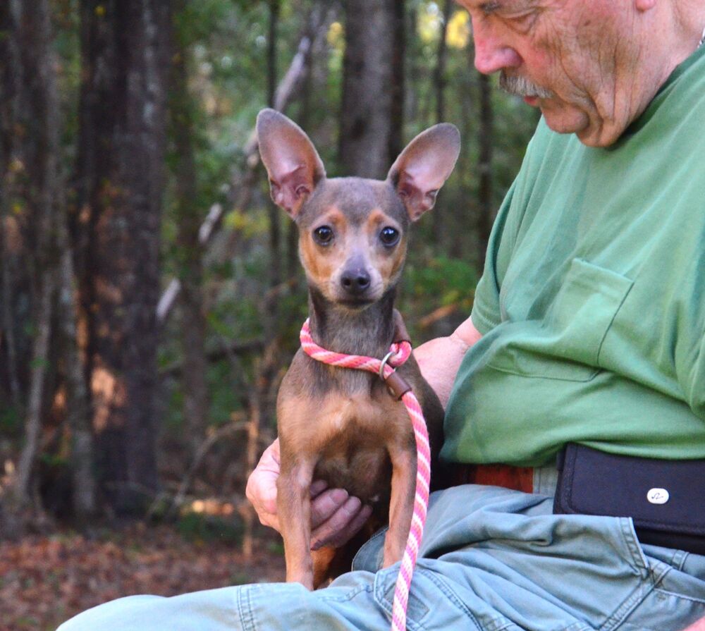 June Bug, dog — photo 1 of 4