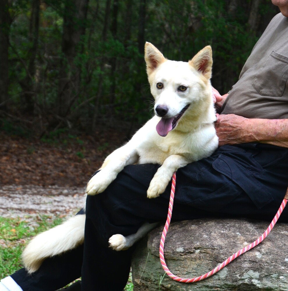 Sunni, dog — photo 1 of 4