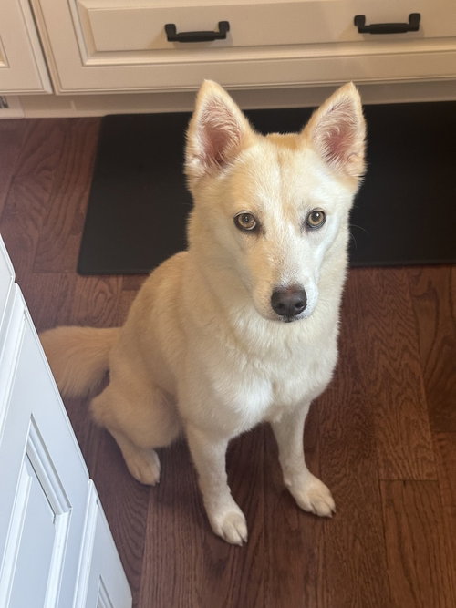 Sunni, a dog for adoption from Burlington County Animal Alliance