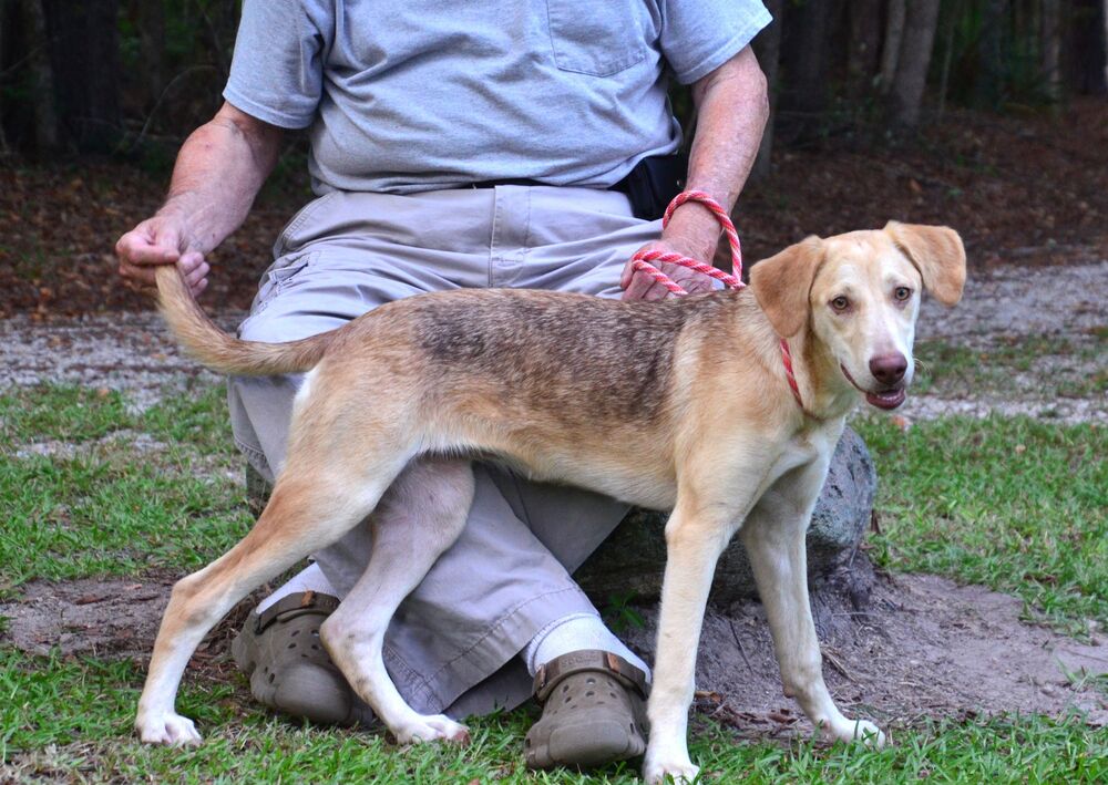 Hazel, dog — photo 1 of 4