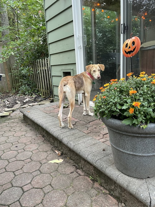 Hazel, a dog for adoption from Burlington County Animal Alliance