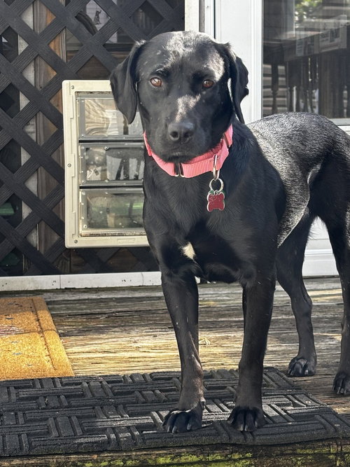 Georgia, a dog for adoption from Burlington County Animal Alliance
