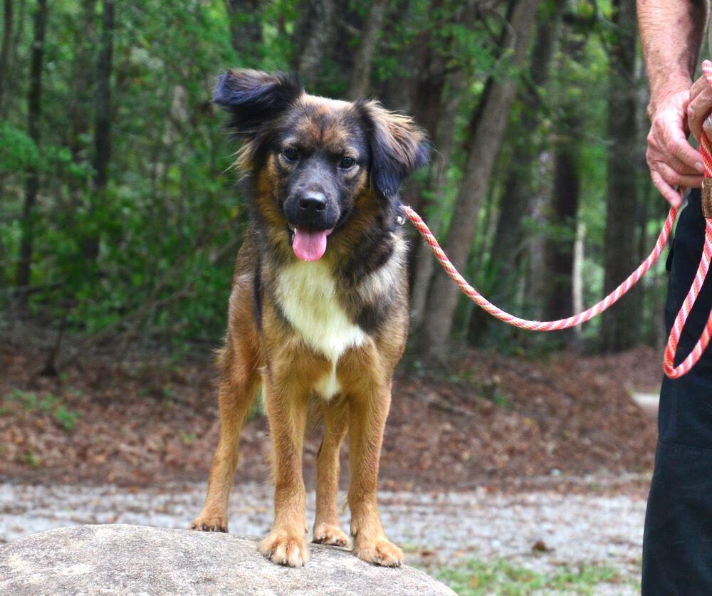 Shelly, dog — photo 1 of 4
