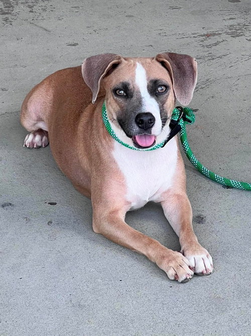 picture of the dog needing adoption