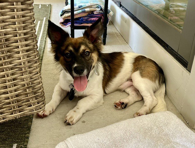 Victor, dog — photo 1 of 4