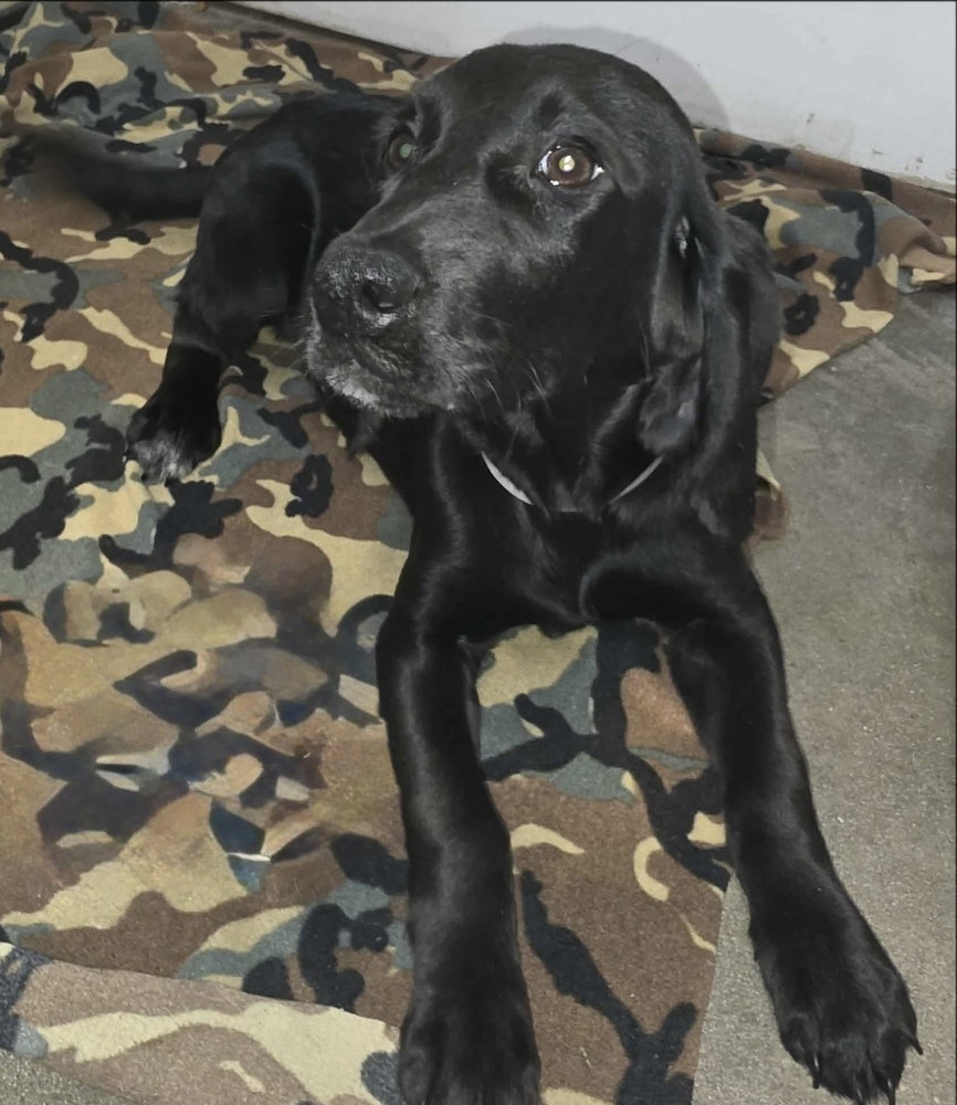 Artie, dog — photo 1 of 2