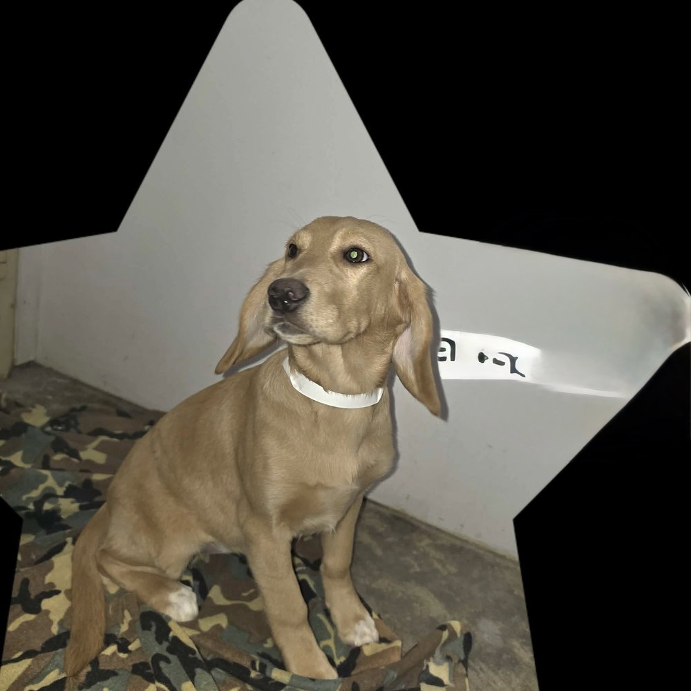 Alma, dog — photo 1 of 1