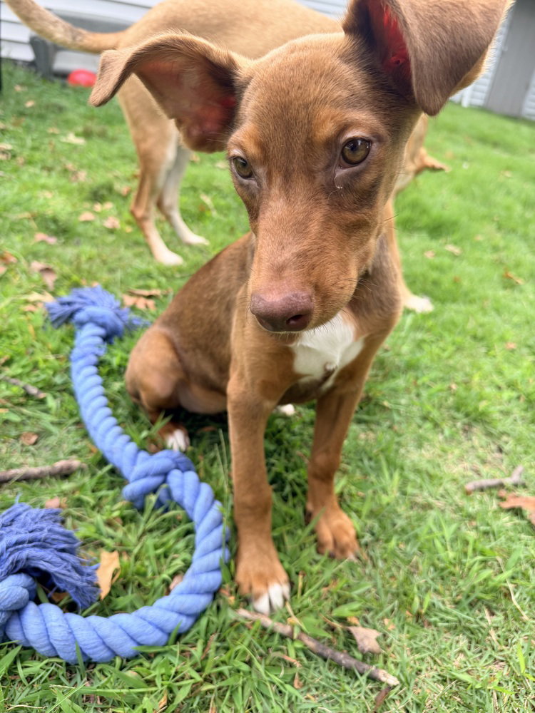 Phoenix, dog — photo 1 of 4