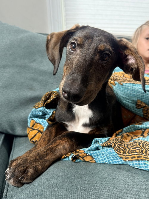 picture of the dog needing adoption