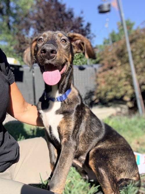Dante, a dog for adoption from Burlington County Animal Alliance
