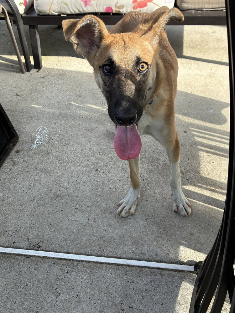 Clyde, dog — photo 1 of 1