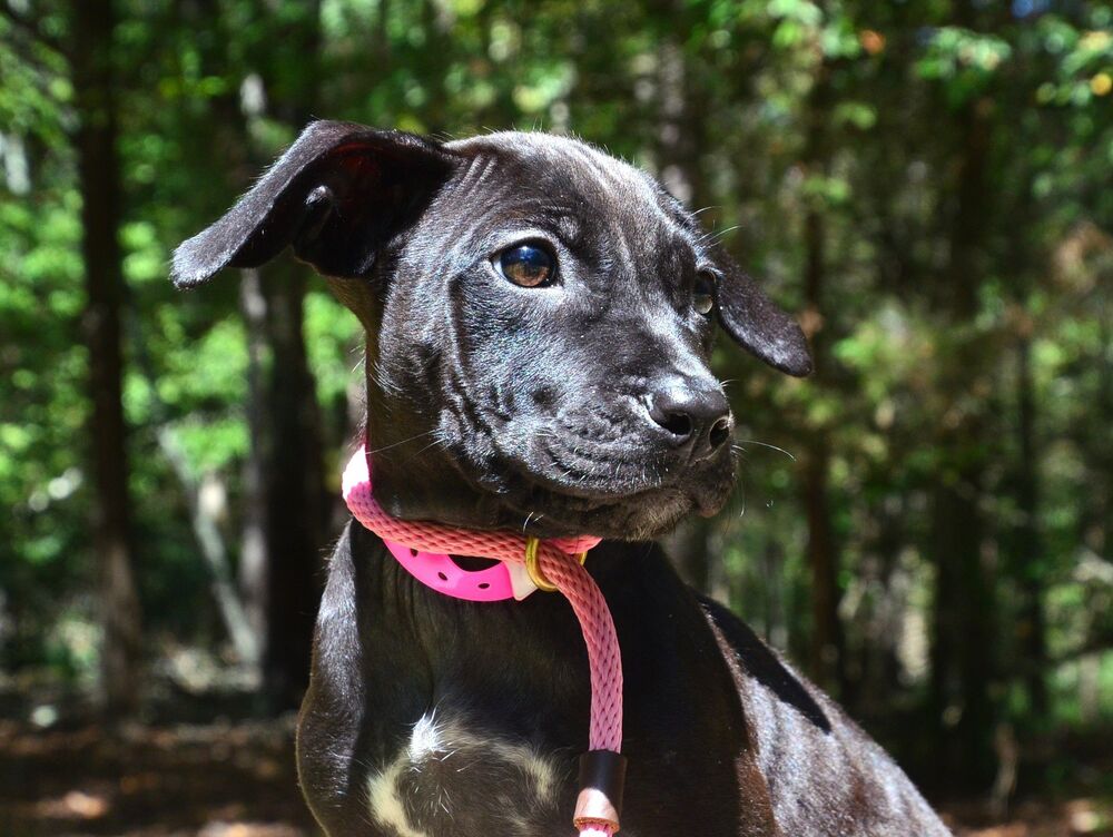 Echo, dog — photo 1 of 4