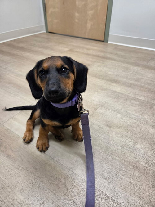picture of the dog needing adoption