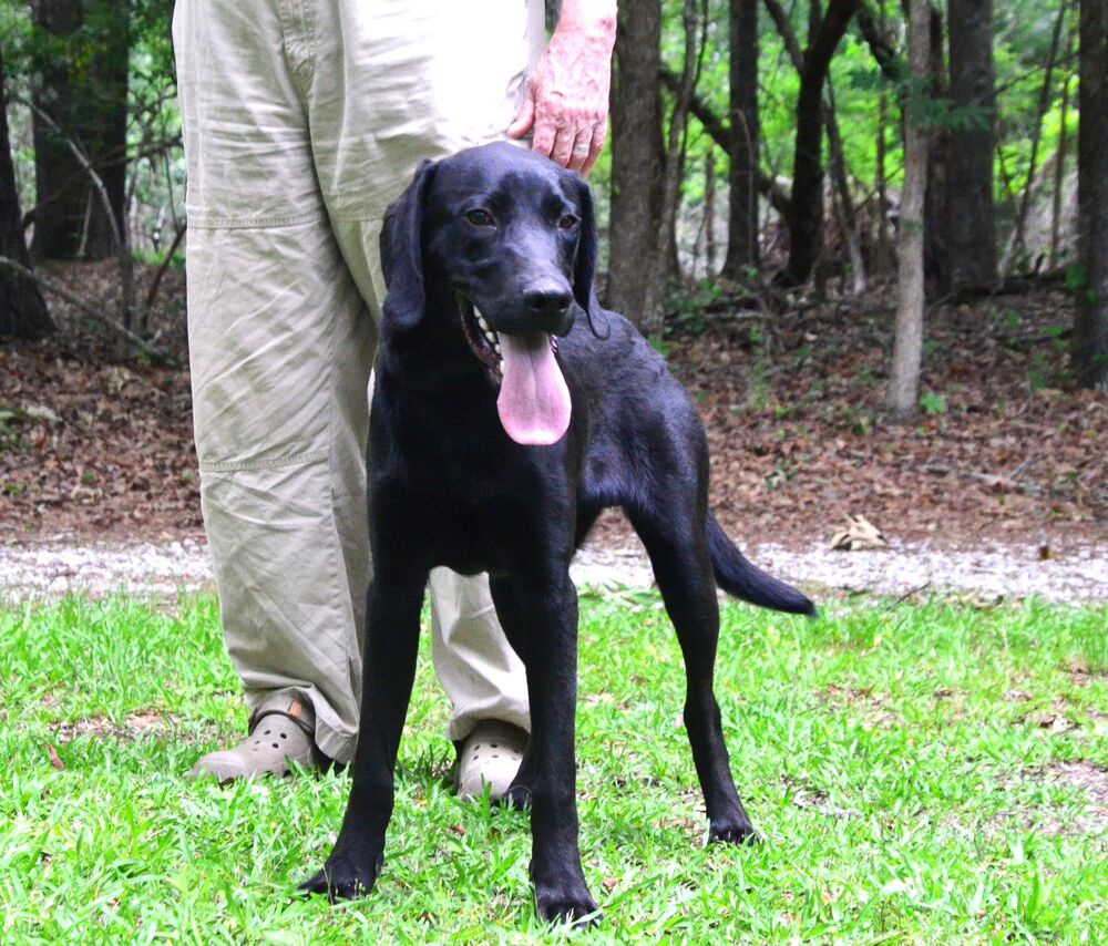 Beau, dog — photo 1 of 4
