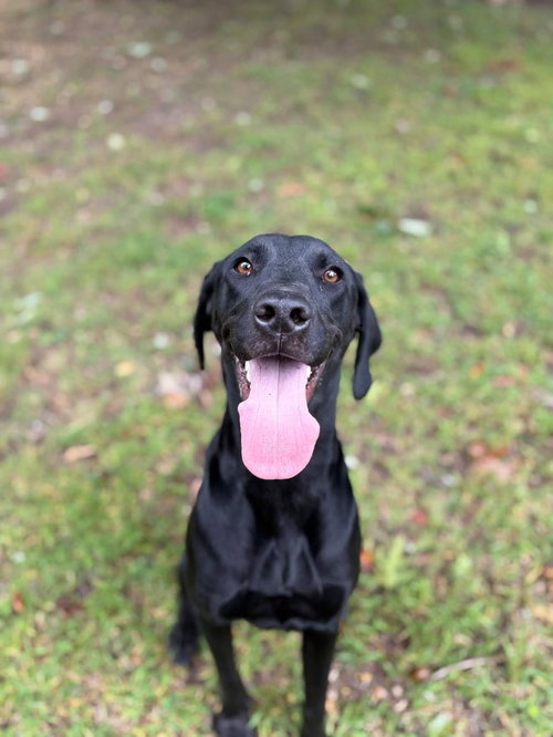 Beau, a dog for adoption from Burlington County Animal Alliance