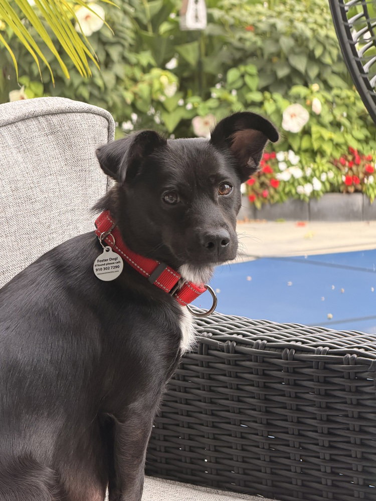 Evie, dog — photo 1 of 4