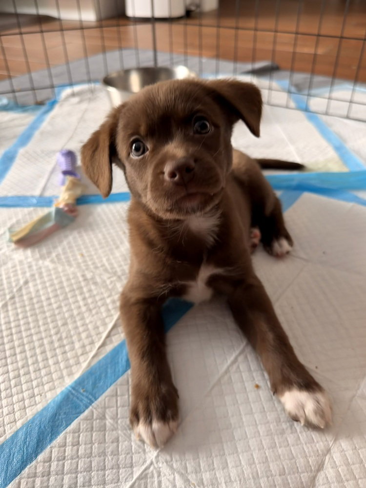 Andi, dog — photo 1 of 4