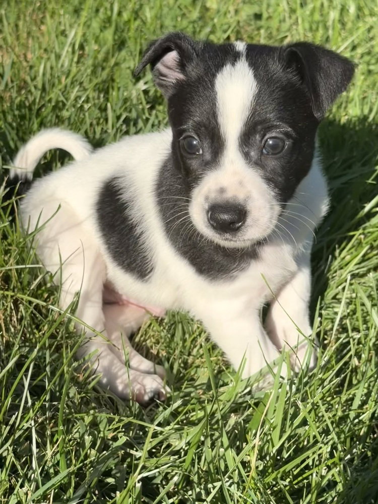 Patches, dog — photo 1 of 4