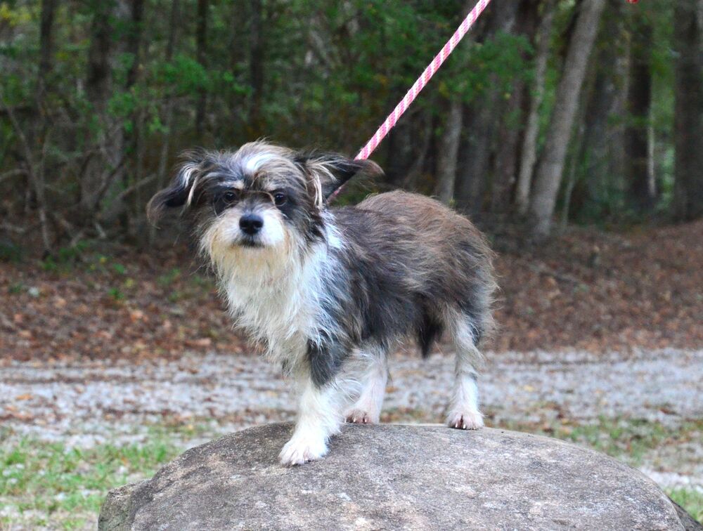 Sindee, Shih Tzu