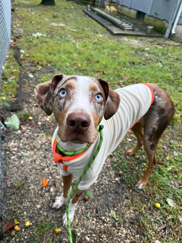 Ziggy, Catahoula Leopard Dog