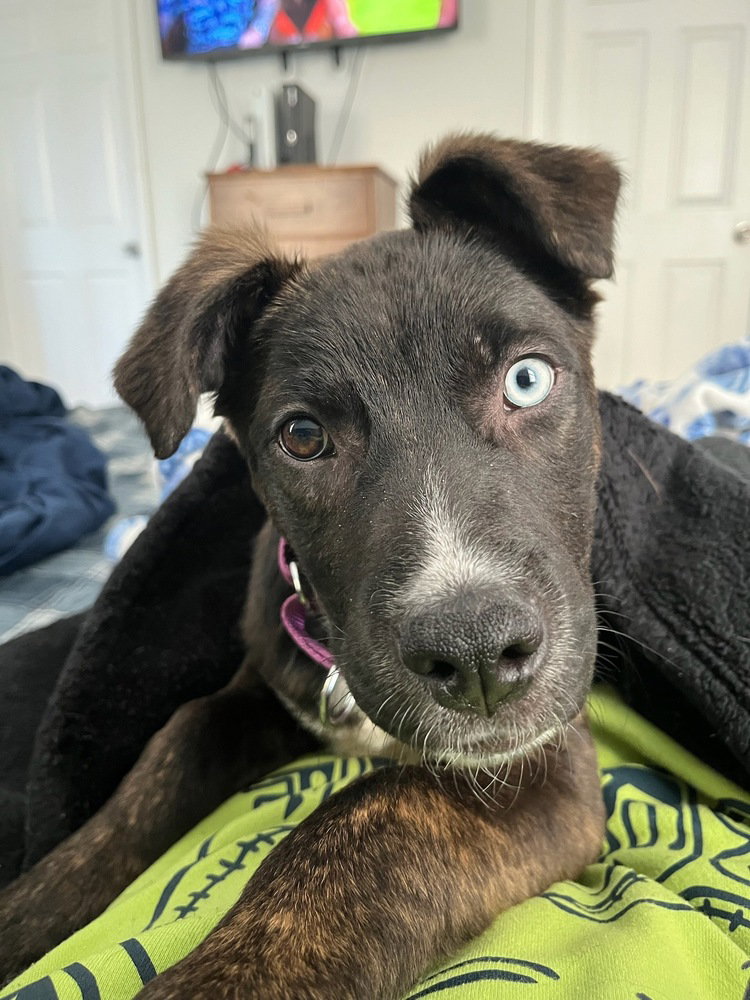 Lyla, Terrier