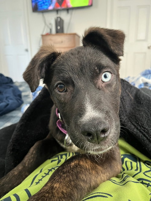 Lyla, a dog for adoption from Burlington County Animal Alliance