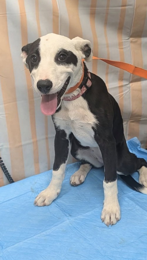 Violet, a dog for adoption from Burlington County Animal Alliance