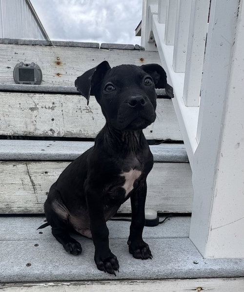 Emmitt, a dog for adoption from Burlington County Animal Alliance