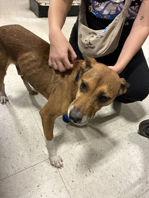 Malco, a dog for adoption from Burlington County Animal Alliance