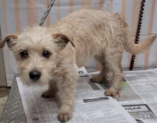 Clifford, a dog for adoption from Burlington County Animal Alliance