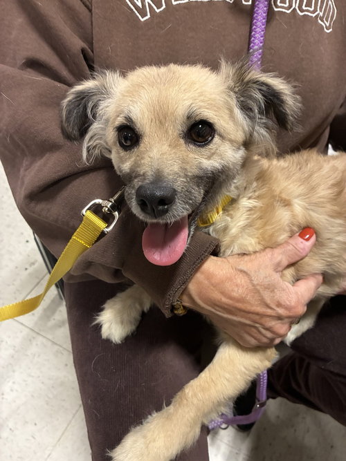 Minnie, a dog for adoption from Burlington County Animal Alliance