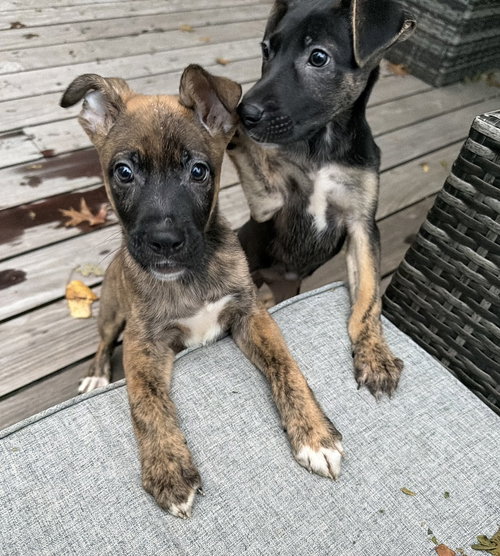 Mixed breed litter, a dog for adoption from Burlington County Animal Alliance