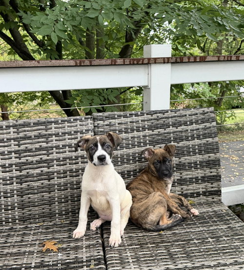 Photo 2 of Mixed breed litter