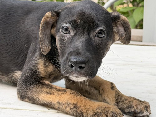 Photo 4 of Mixed breed litter