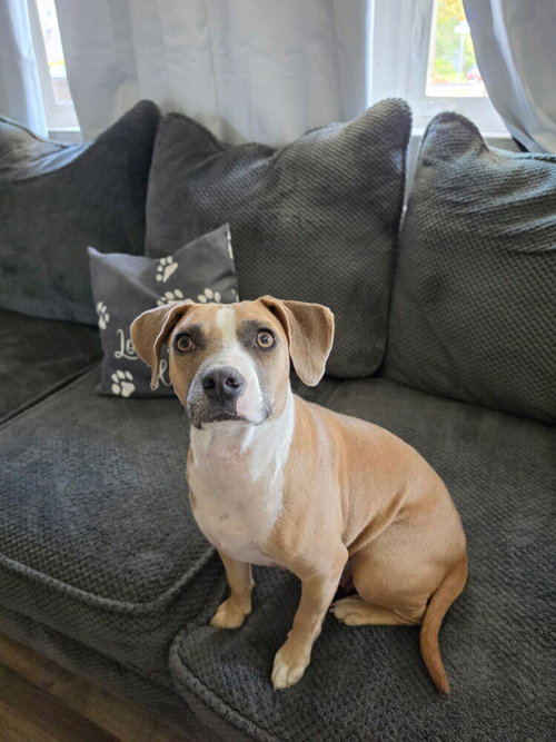 June, a dog for adoption from Burlington County Animal Alliance