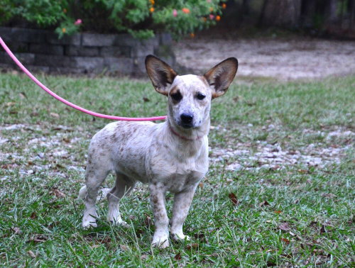 Katie, a dog for adoption from Burlington County Animal Alliance