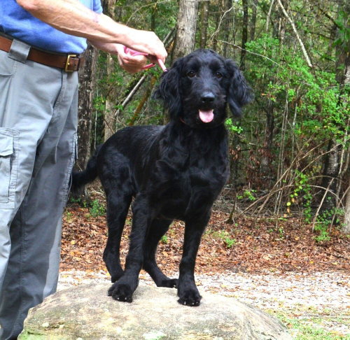 Nyx, a dog for adoption from Burlington County Animal Alliance