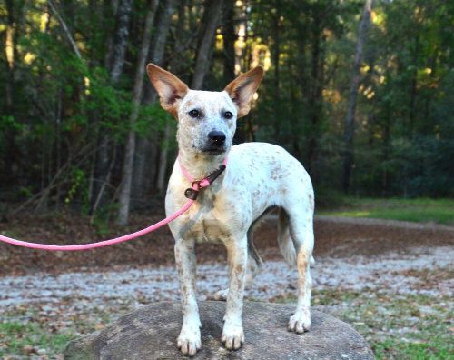 Kelly, a dog for adoption from Burlington County Animal Alliance