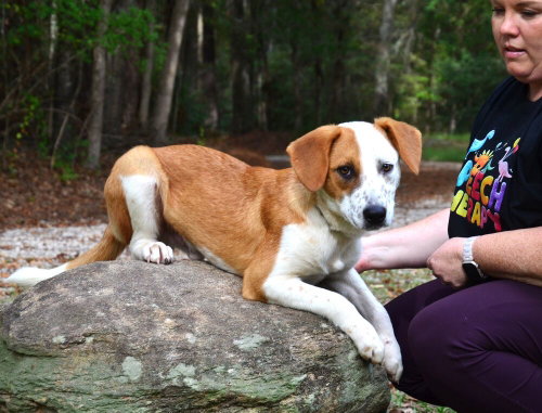 Korbin, a dog for adoption from Burlington County Animal Alliance
