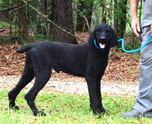 Nigel, a dog for adoption from Burlington County Animal Alliance