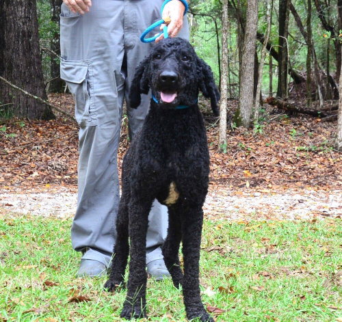 Photo 2 of Nigel