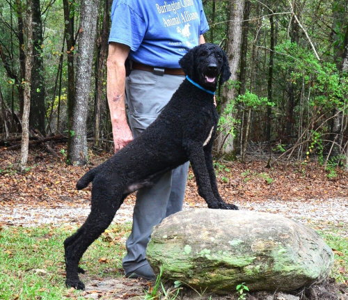 Photo 4 of Nigel