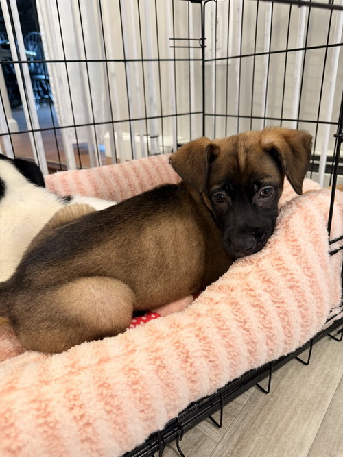 Bowie, a dog for adoption from Burlington County Animal Alliance