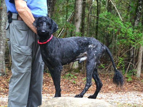 Rollo, a dog for adoption from Burlington County Animal Alliance